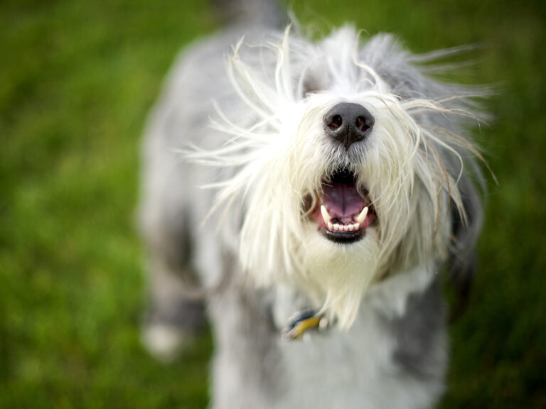 Breaking your dog’s excessive barking habit | Tips and advice