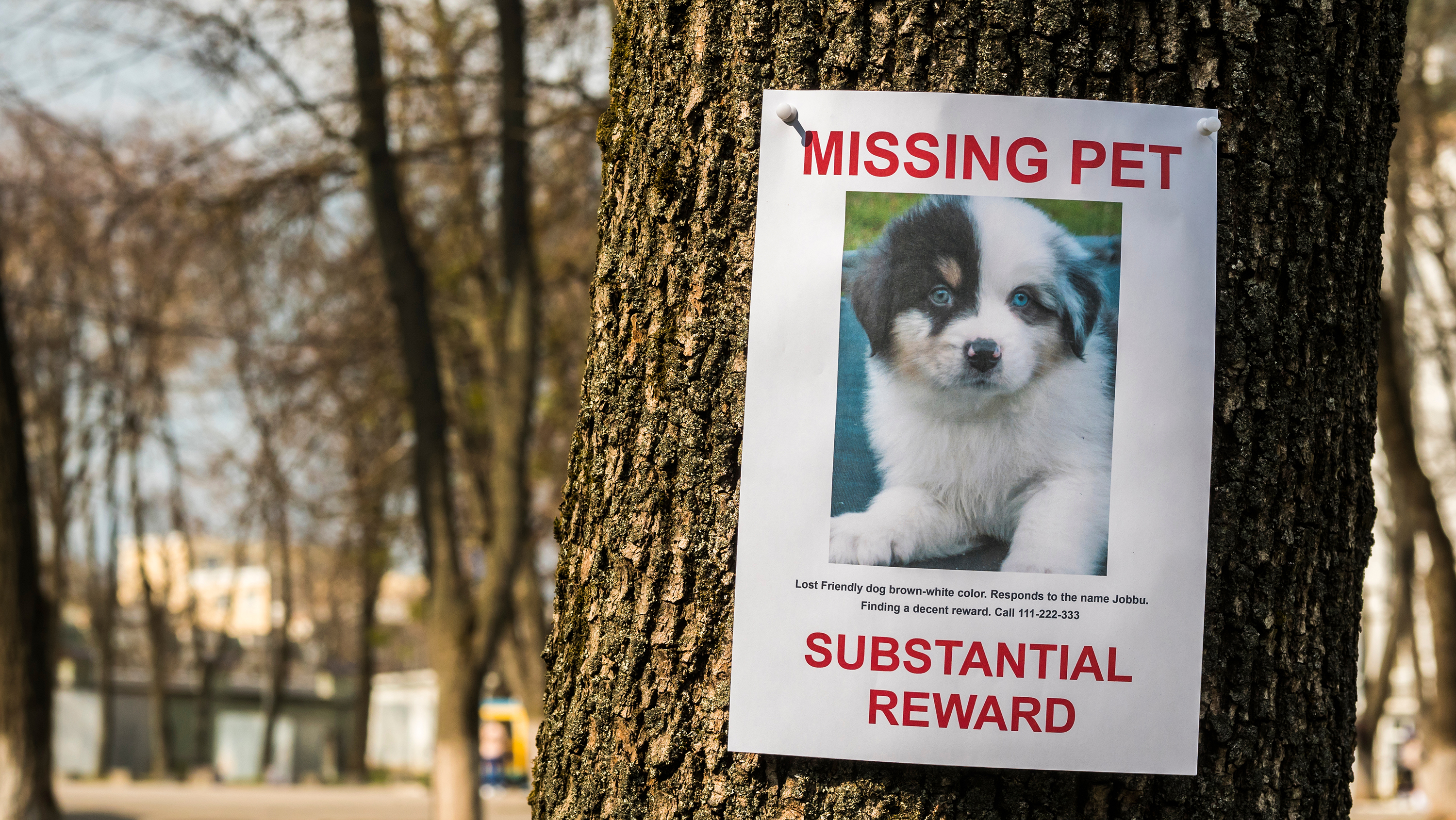 Help, my pet is missing! Lost your dog or cat? Here’s what to do