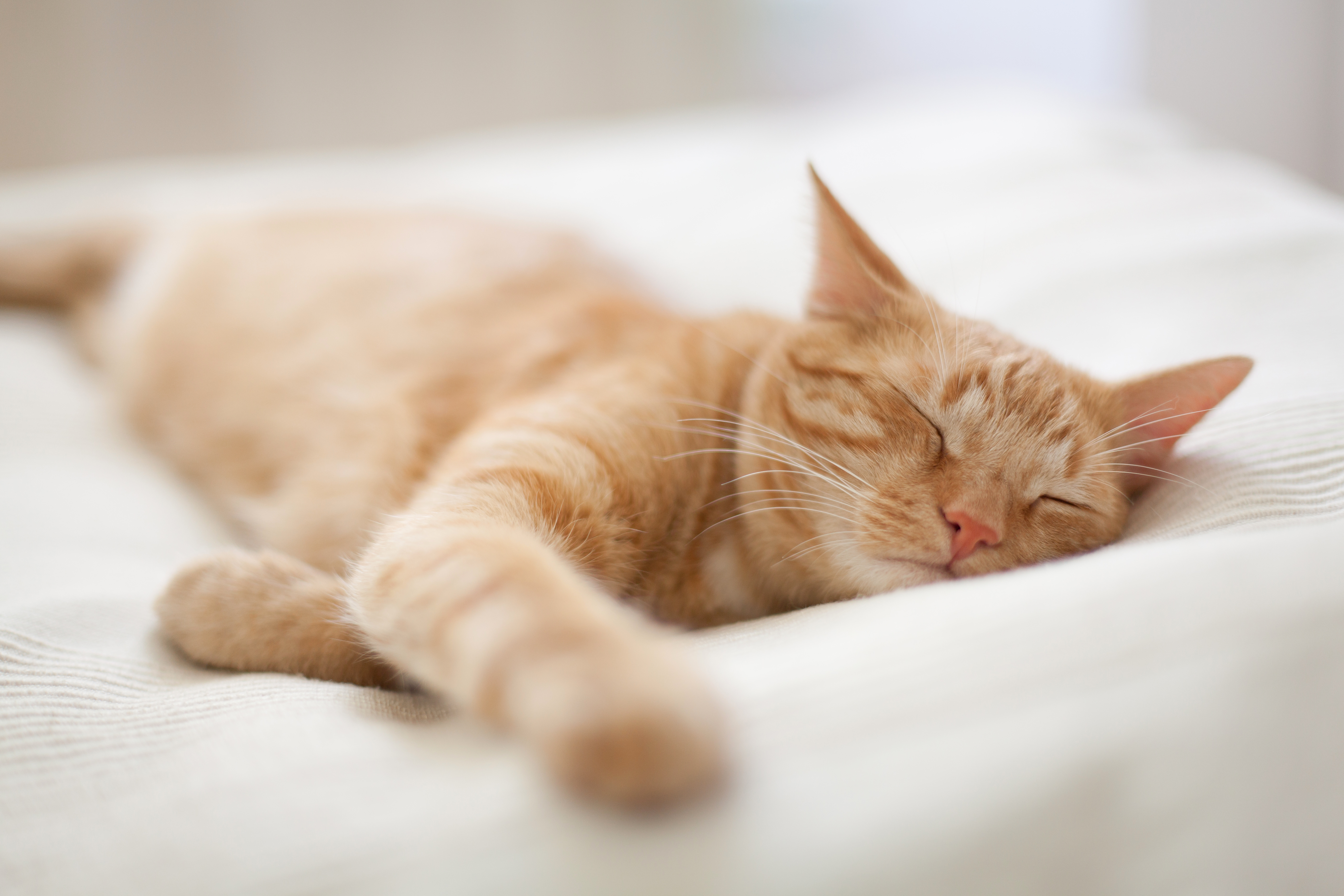 Können Tiere träumen? So geht das bei Hunden und Katzen!
