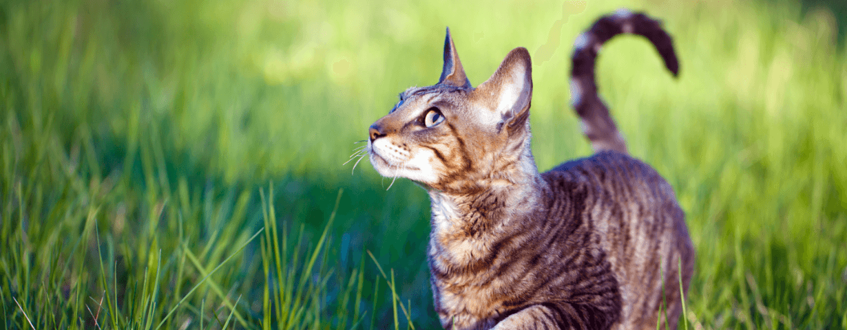 Allergic to cats? Consider a hypoallergenic cat