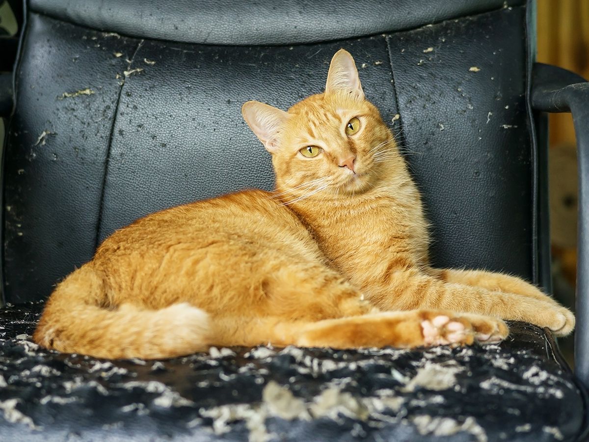 Correcting your cat’s bad behaviour Yarrah