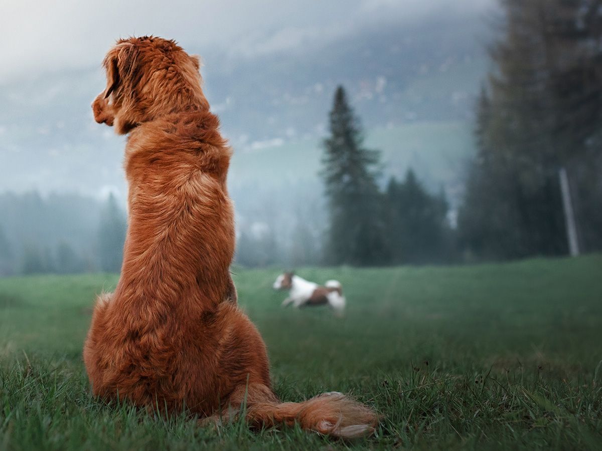 Castration du chien quand et pourquoi ? Yarrah