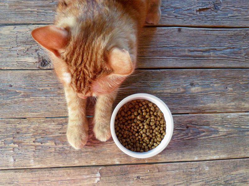 6 tips for a picky cat Yarrah