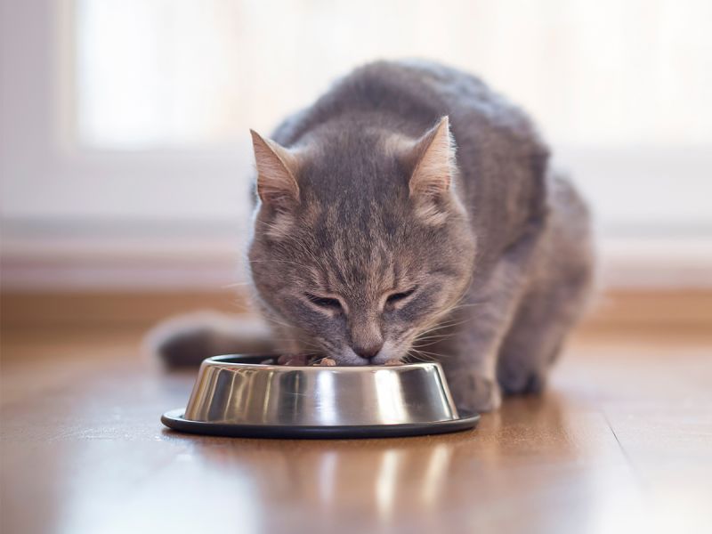 Wie viel und wie oft muss ich meine Katze füttern? | Yarrah