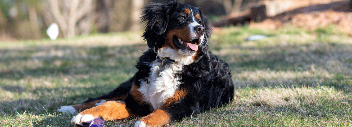 Maglietta La Vita è Migliore Con Un Cane Bovaro Del Bernese - Cotone E Poliestere - Foto 9