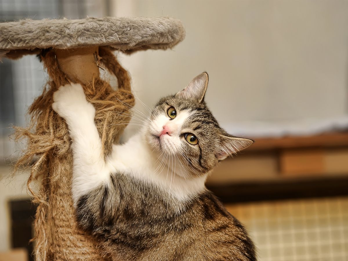 My cat has been scratching my furniture. What to do Yarrah