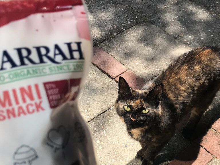 Tasty yet healthy snacks for cats Yarrah
