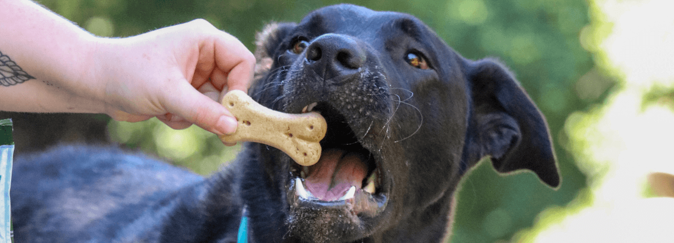 healthy snack dog eating snacks Healthy snacks for dogs Yarrah