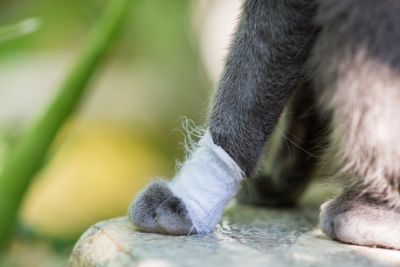first aid for dogs and cats