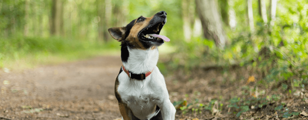 A few popular small dog breeds for you to consider