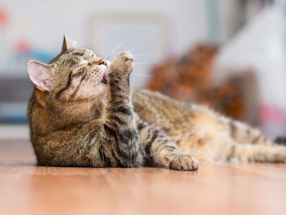 6 tips for recognising the behaviour of cats Yarrah