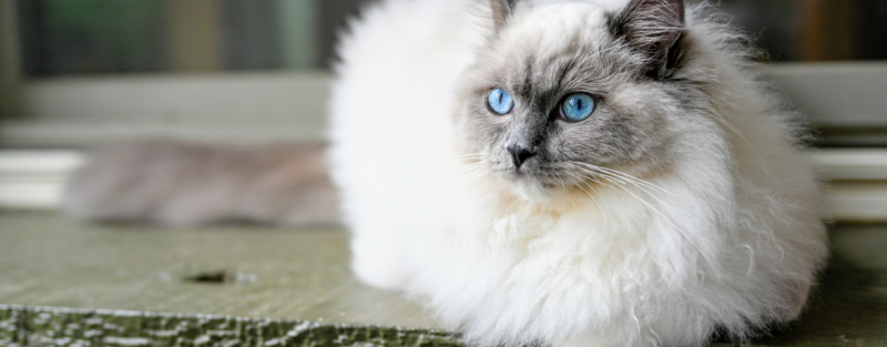 Everything you want to know about Ragdoll cats